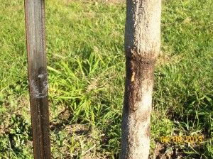 tree after vaseline band 005