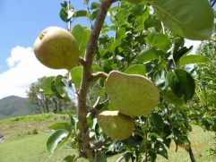 nashi-pear-sunshu-jan-2014 nashi-pear-sunshu-jan-2014